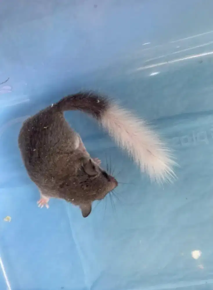 Dormice African Pygmy Dormice Tupai Mikro