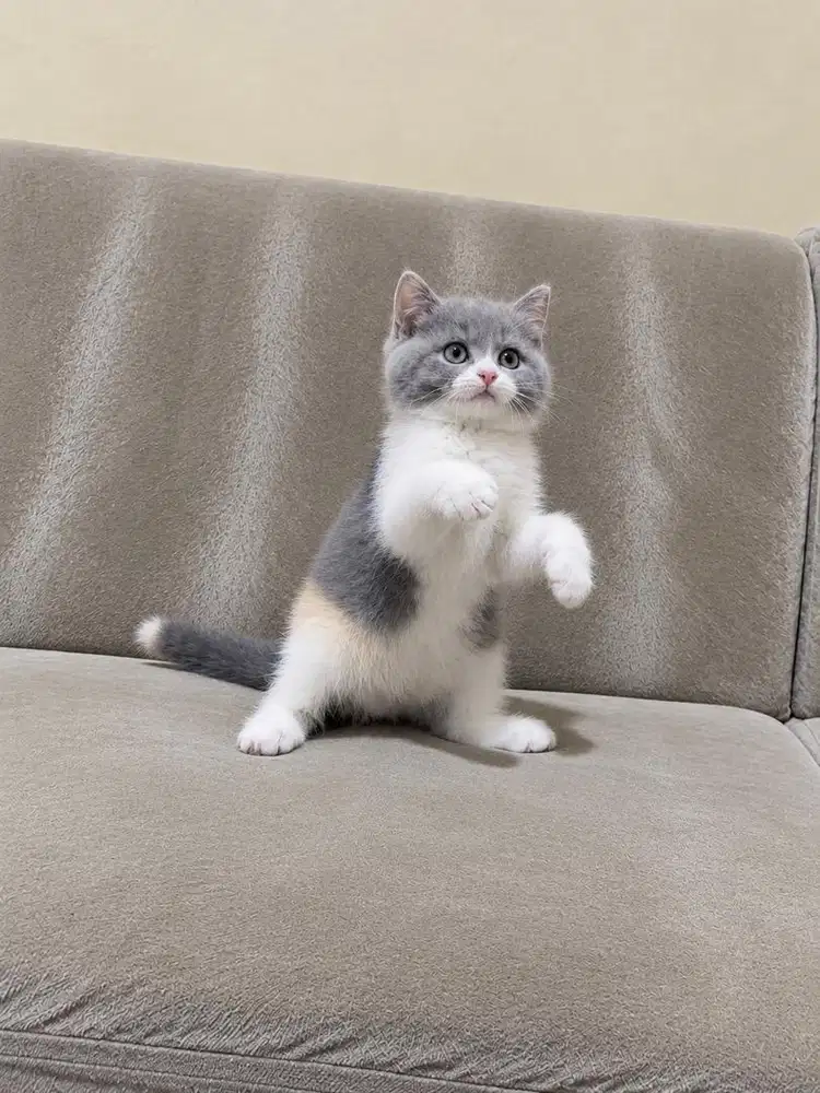 Kucing kitten british shorthair