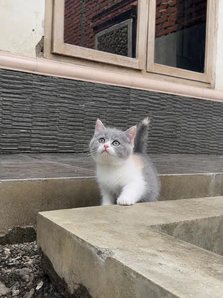 Kitten kucing british shorthair bsh