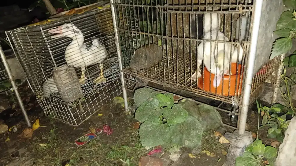 Kuyuk 3 ekor, kuyuk 3 ekor, kuyuk 3 ekor