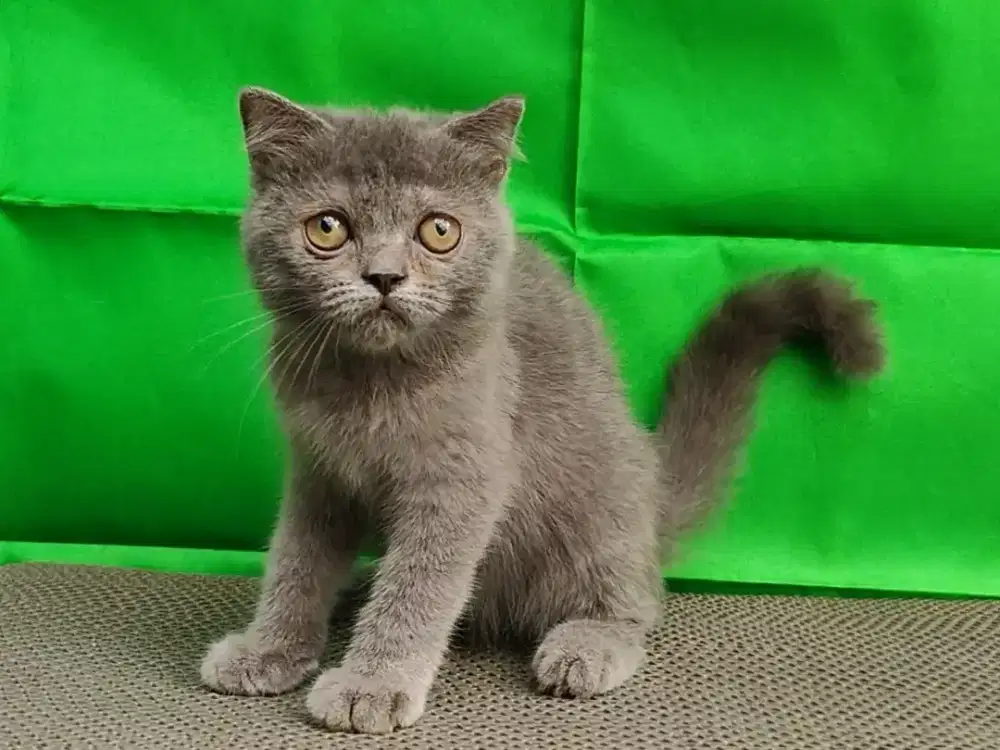 Kucing/ kitten BSH/ Scottish fold jantan abu