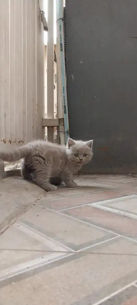 Kitten pure British short hair BSH