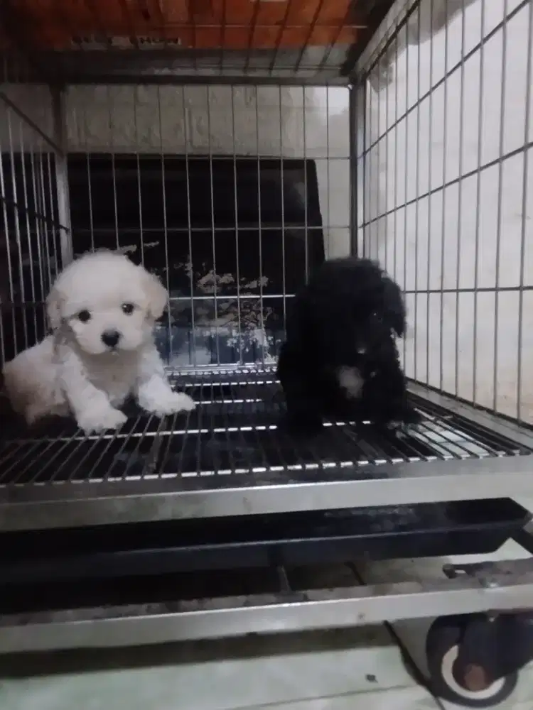 Anakan tinny pudel jantan black betina apricot kosongan 2 bln