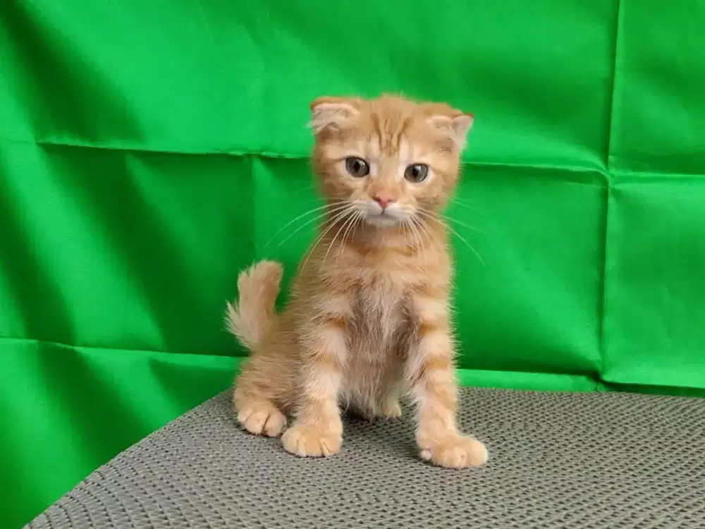Kucing /kitten Scottish fold jantan oyen