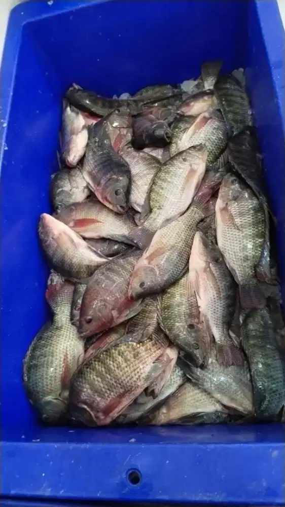 Ikan nila merah dan nila hitam