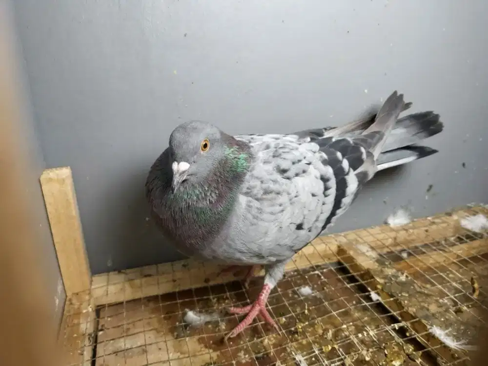 Burung Dara Merpati