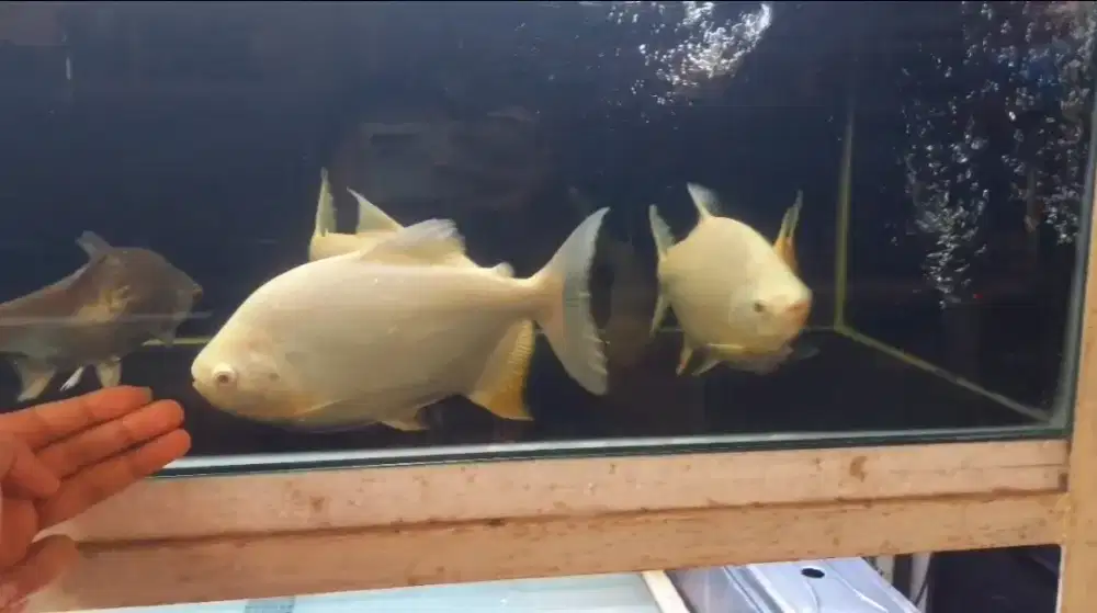 Pacu albino 5-6jari