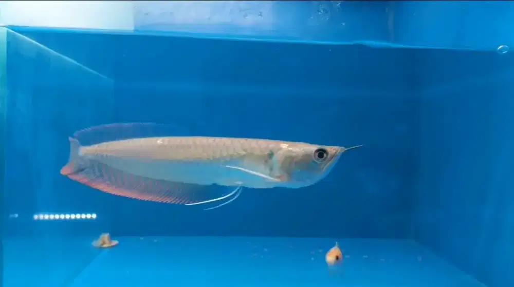 Ikan arwana 23cm