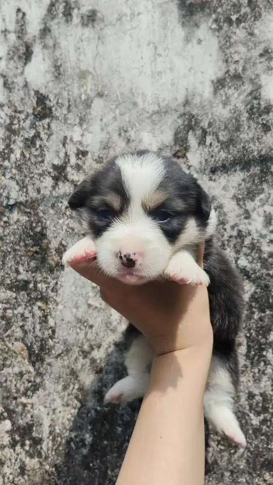 Pembroke Welsh Corgi