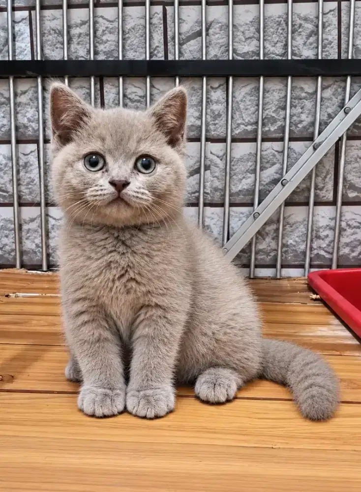 Bsh Lilac Betina