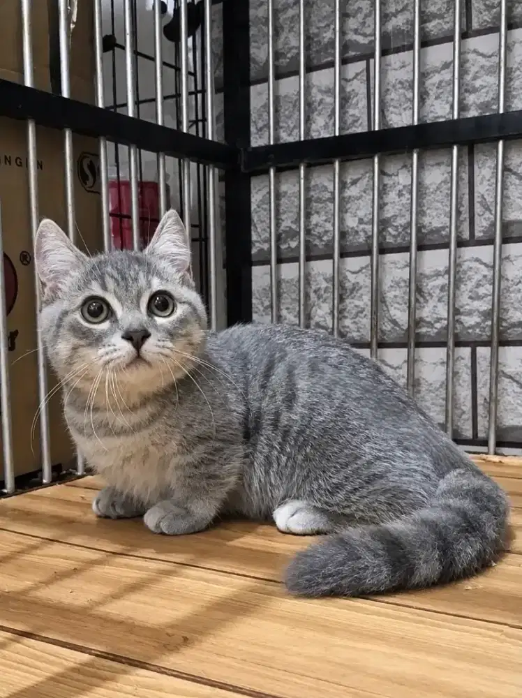 Munchkin Bsh Jantan