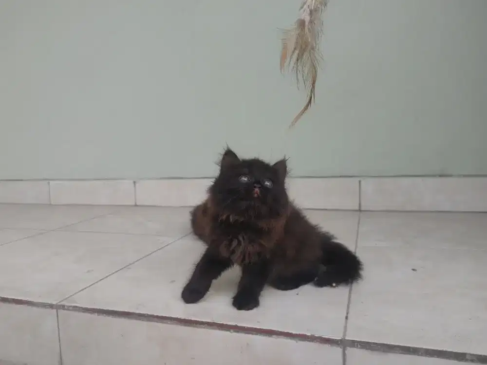 Kucing kitten persia mix norwegian / peaknose / himalaya / anggora