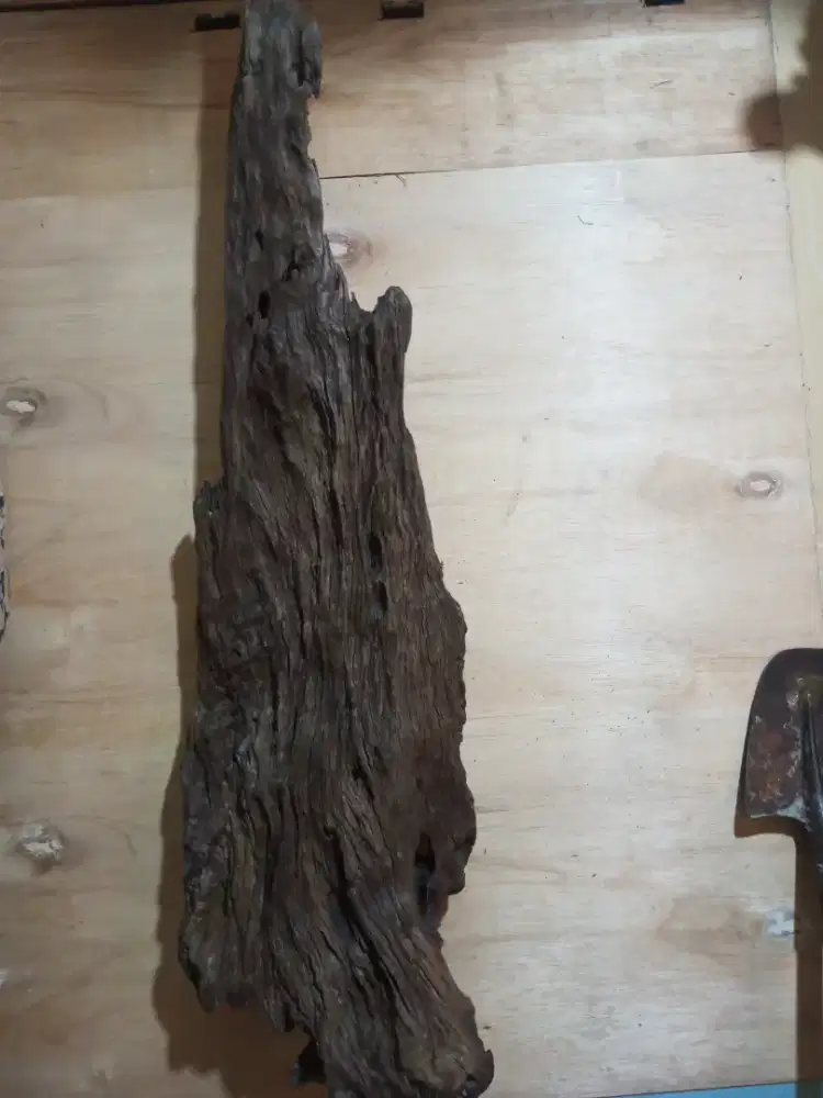 Jual kau Ebony betua tertimbun dasar laut bertahun tahun  coll via wa