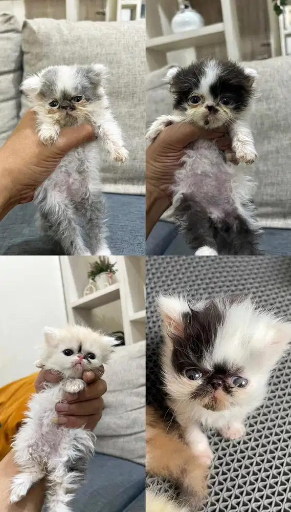 Kitten persia peaknose LH