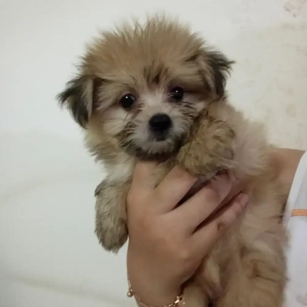 ANAK ANJING SHIPOO MIX MINI