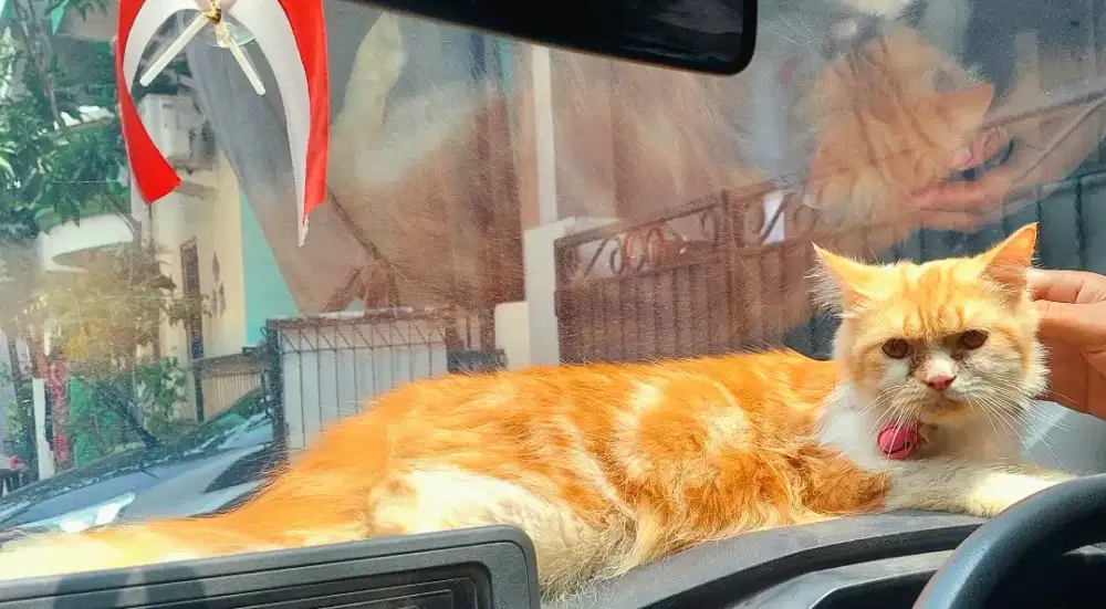 Kucing Persia peaknose