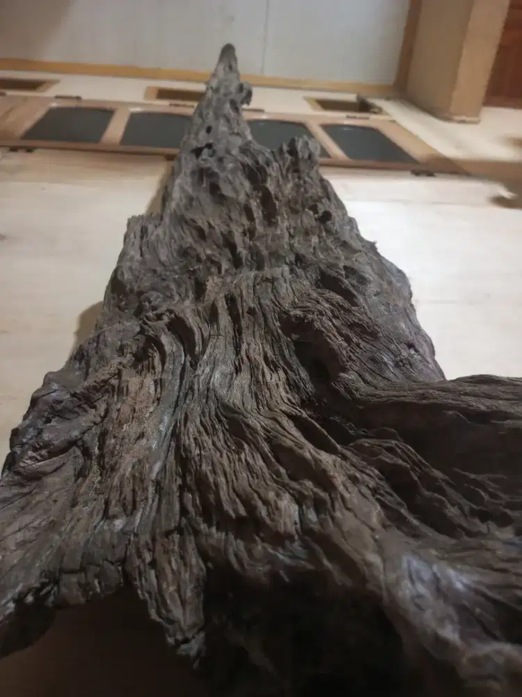 Jual kayu Ebony sangat bertua tertimbun di dasar laut