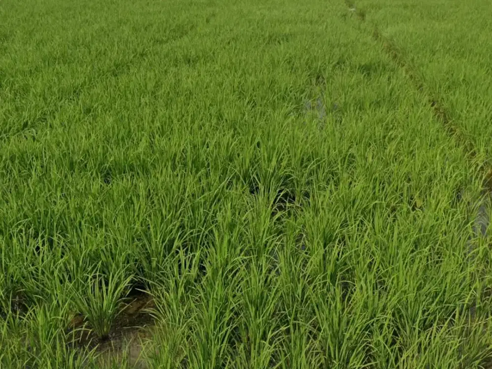 Tanah Sawah Kotamadya Bandung