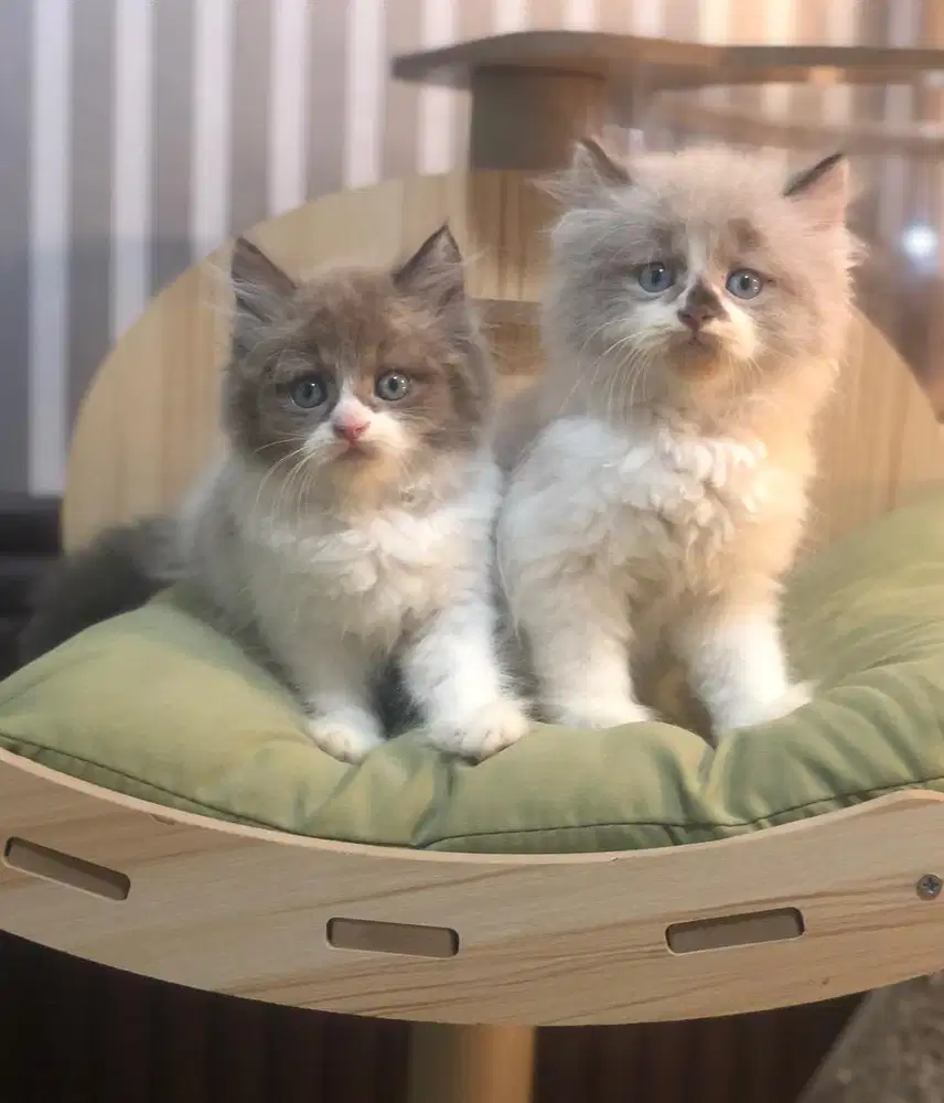 Kucing ragdoll bicolor