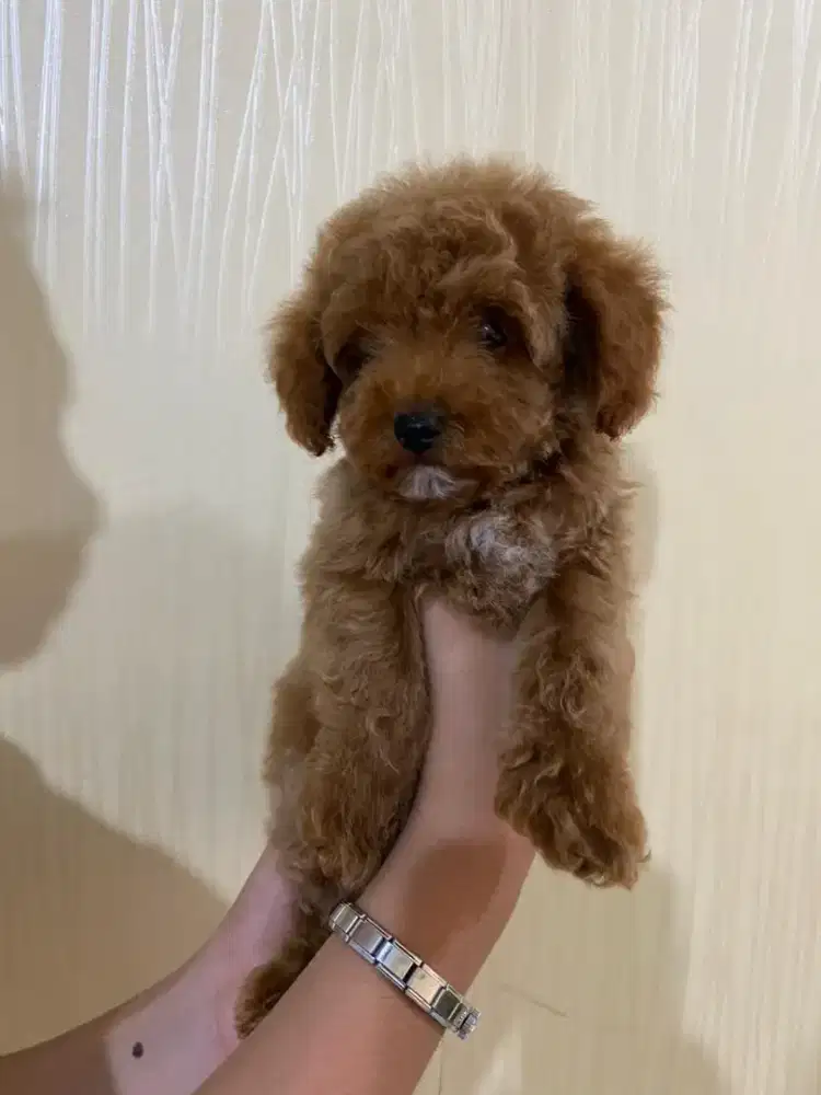 Toy Poodle jantan