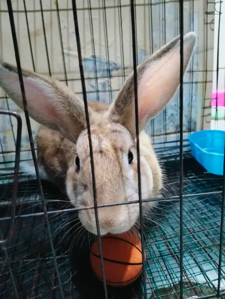 JUAL KELINCI JENIS REX USIA 1 TAHUN