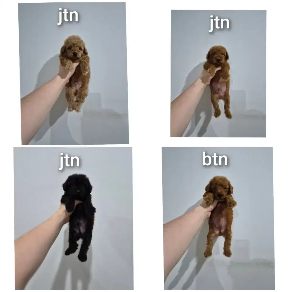 Dijual : Puppy poodle !!! No php !!!