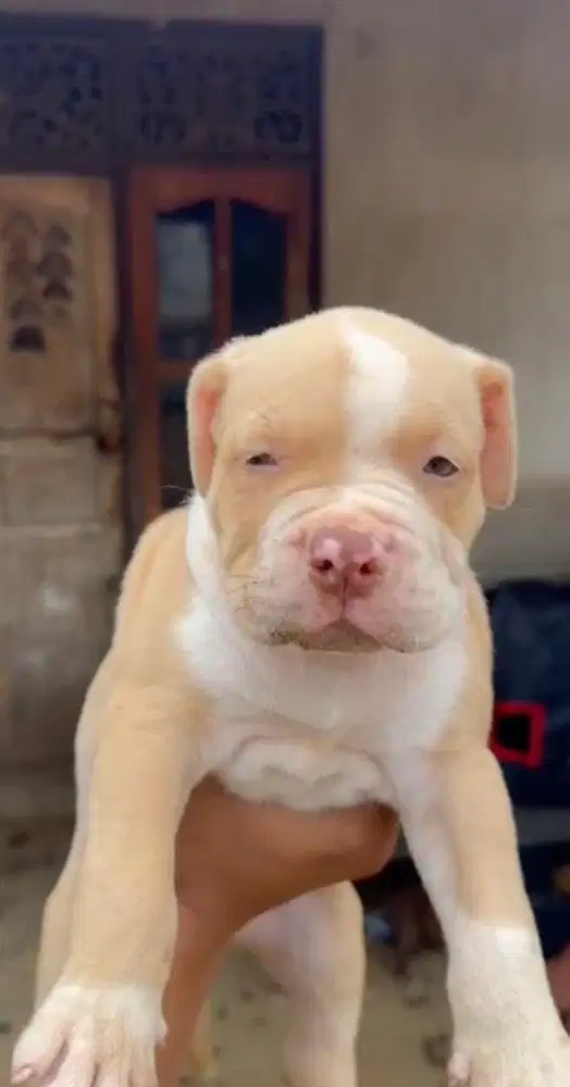 Pitbull Puppy Jantan