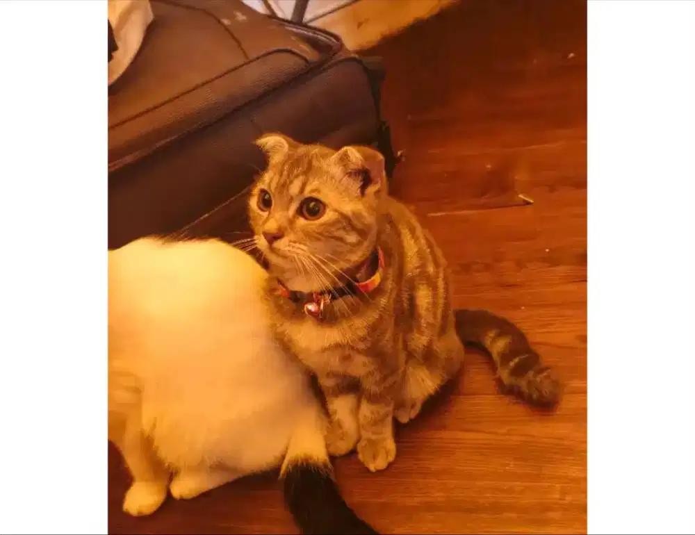 Jual Anak Kucing Scottish Fold Super Pinter Playfull Gemes
