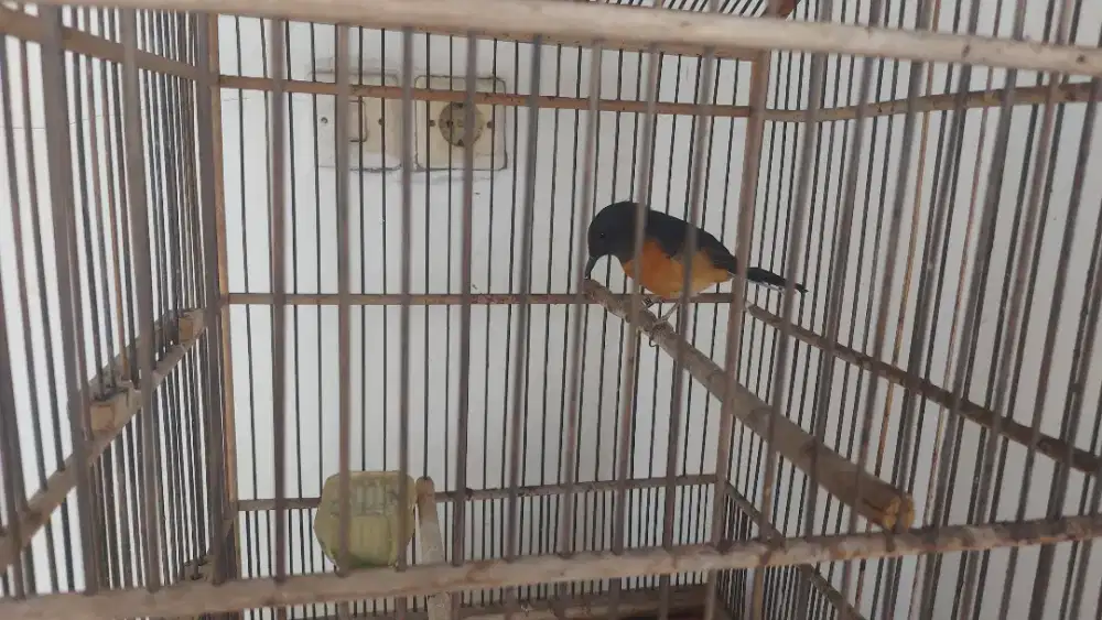 Di jual murai betina