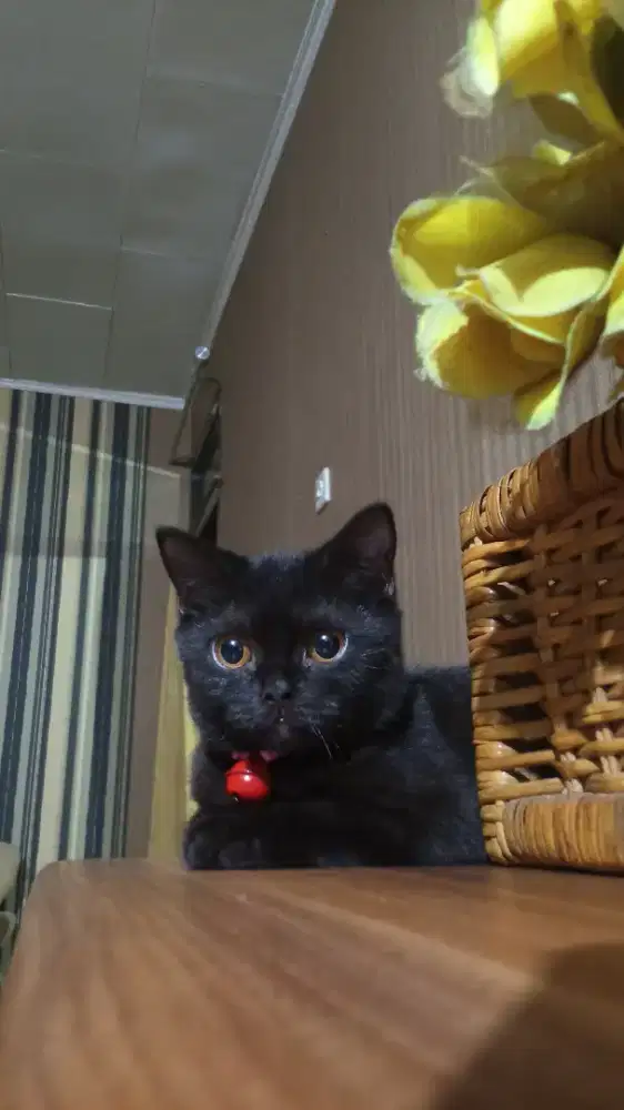 Kitten British Shorthair
