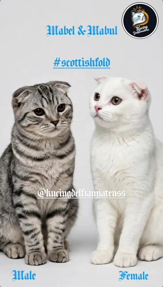 Scottish fold kitten