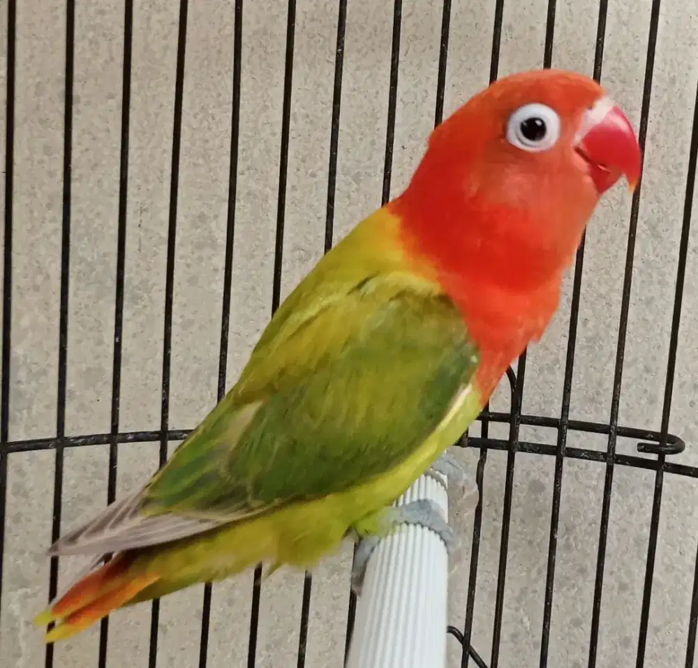 Jual Burja Lovebird BIOLA PASTEL BERSIH WARNA PEDES