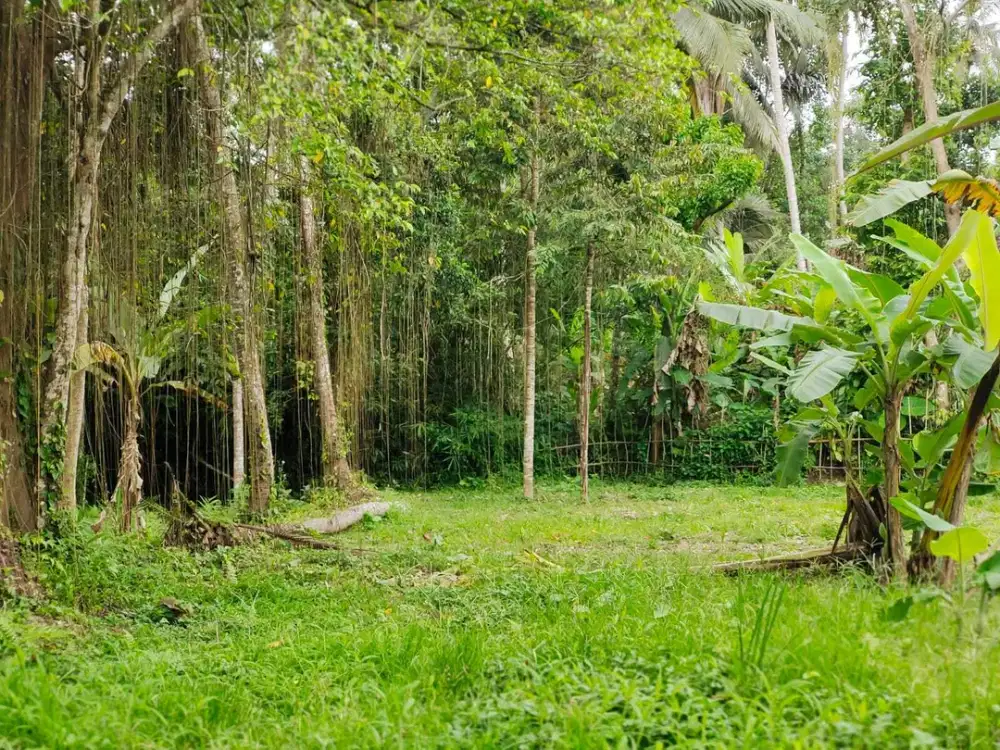 Tanah Murah Los Sungai Full View Sawah di Ubud Bali
