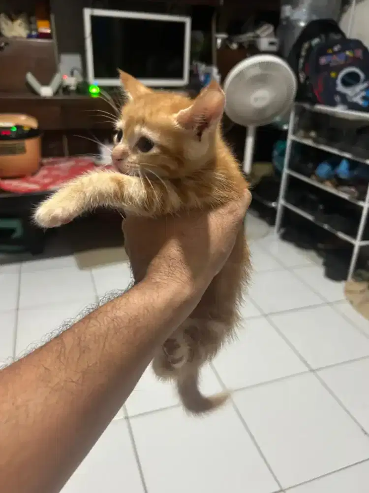 Kitten Persia Mixdome 1 Bulan Murah Aja