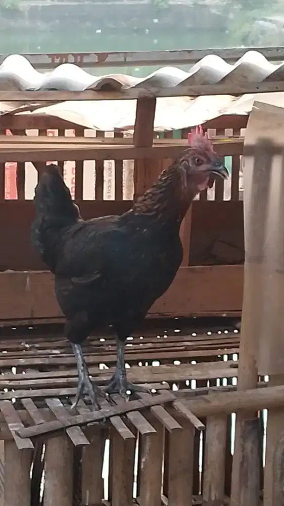 Ayam Betina Pelung