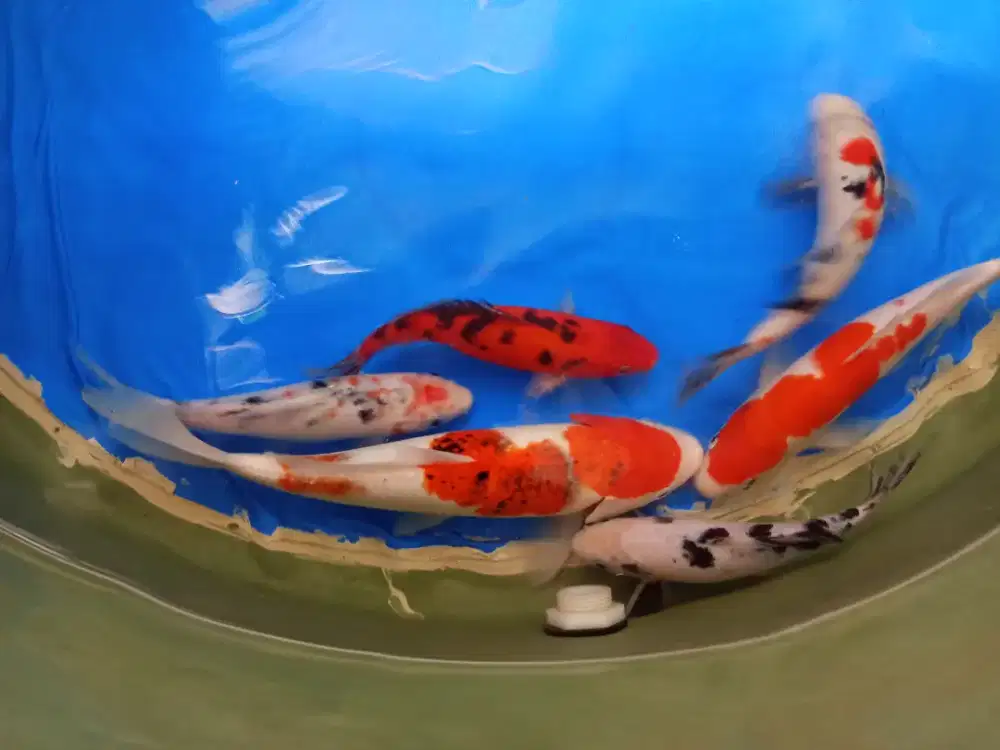 Koi showa, shiro