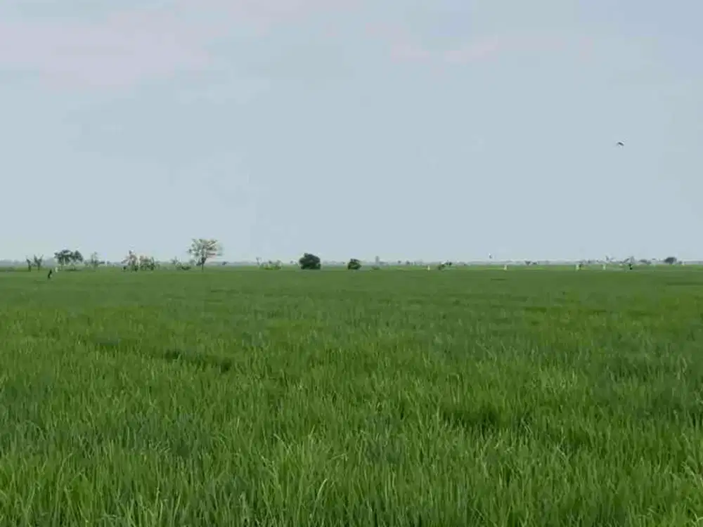 Dijual Sawah luas 20 hektar di karawang