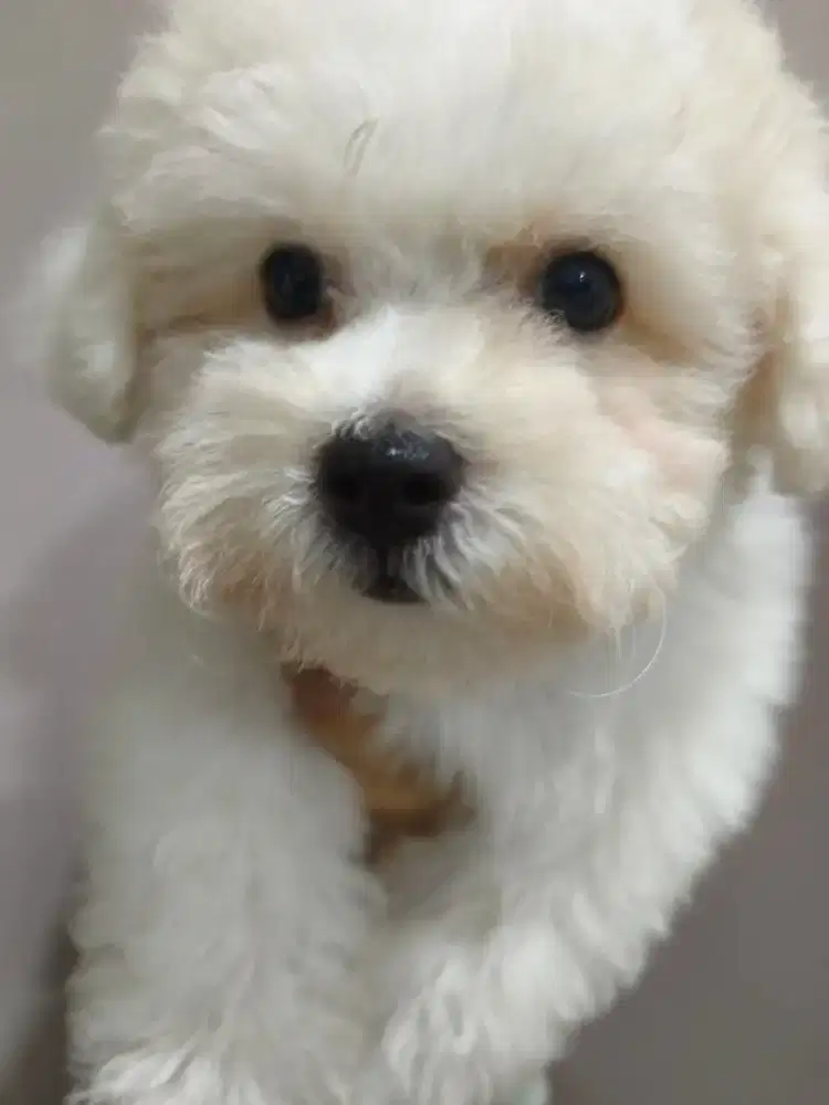 Bichon frise, stb, vaksin