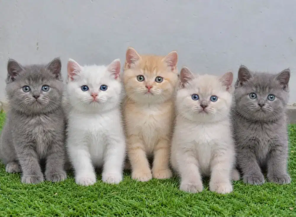 Kucing britis shortair