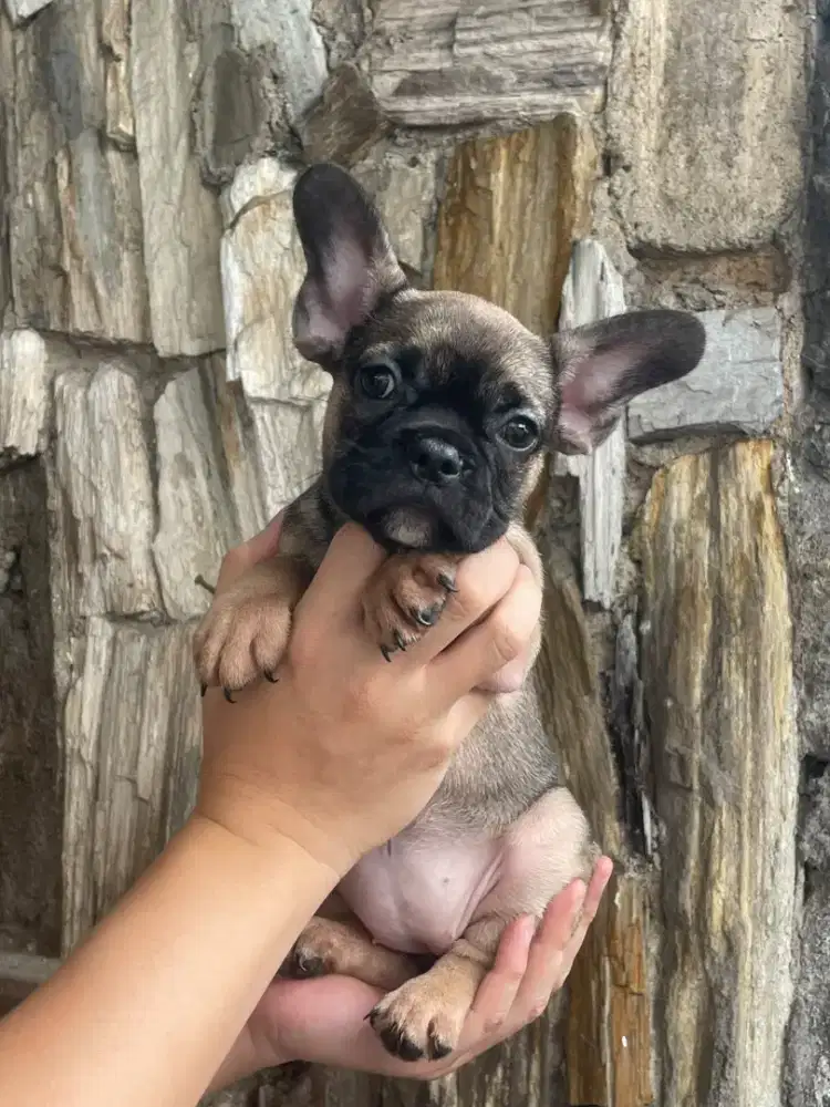 French Bulldog puppies betina
