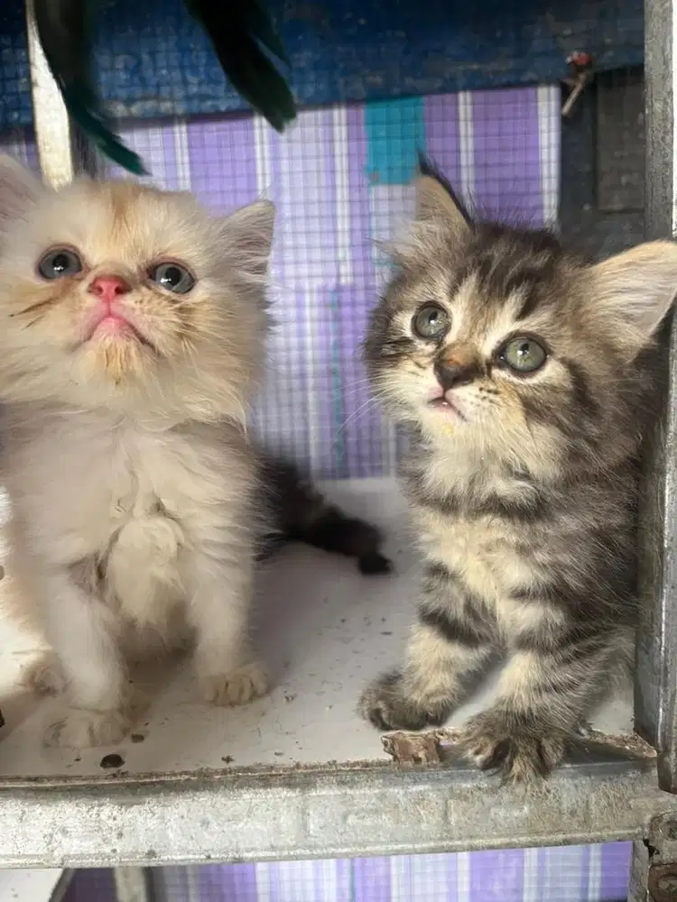 Kucing Persia Jantan dan Betina
