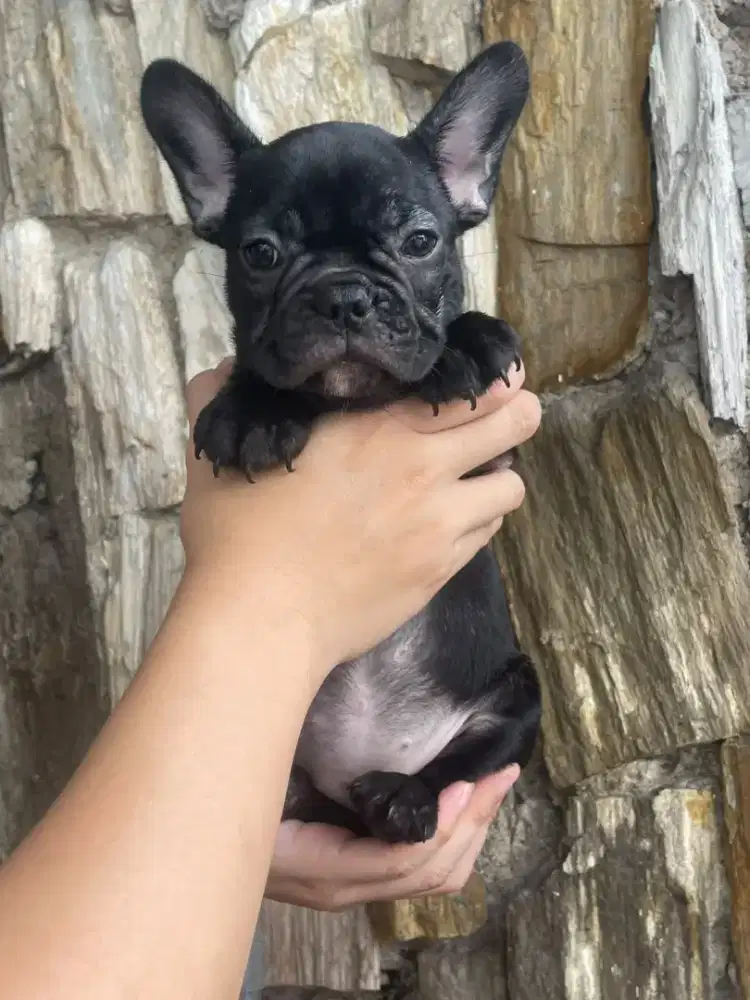 French Bulldog puppies betina