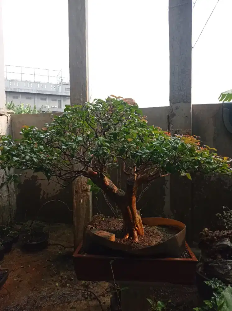 Bonsai Dewandaru