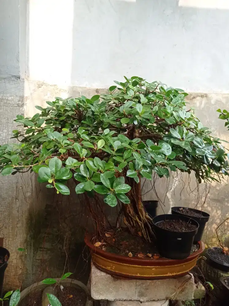 Bonsai beringin dolar