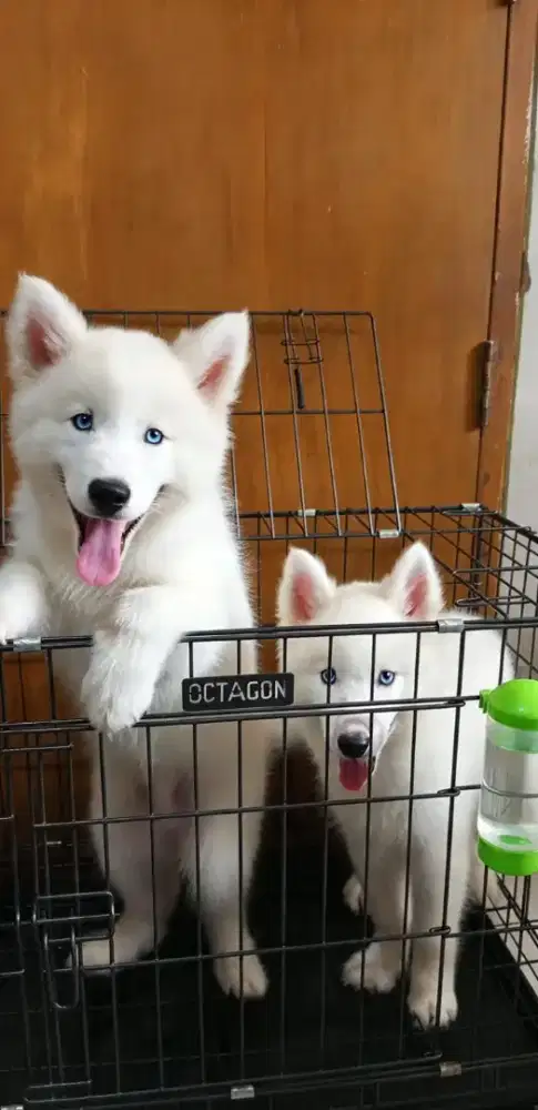 Siberian Husky all white