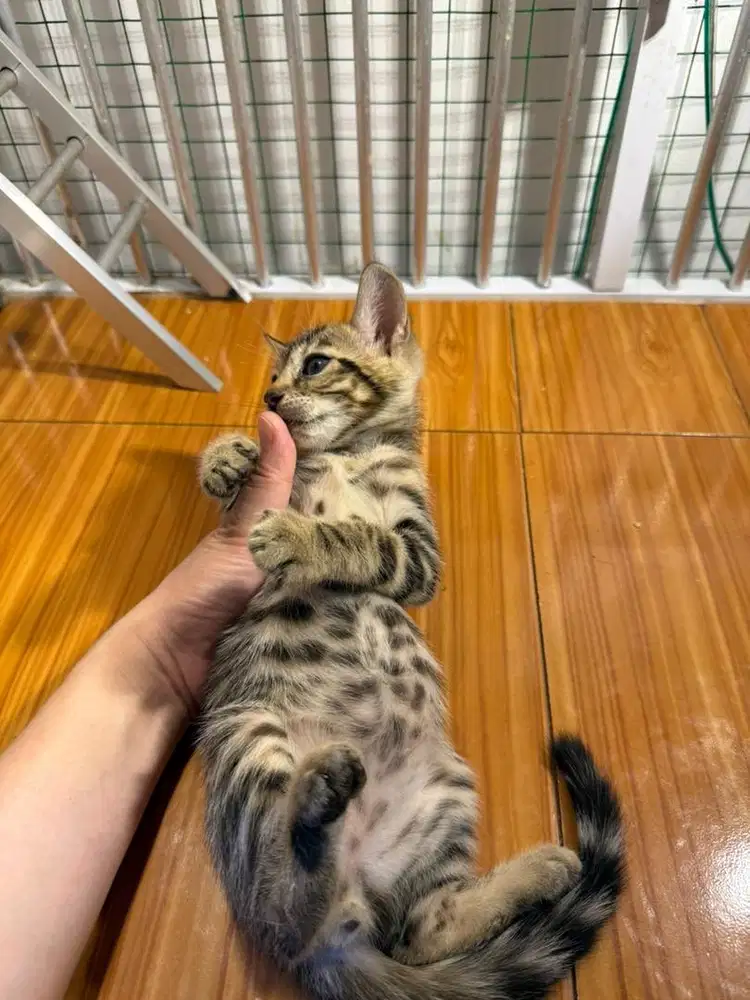 Kitten 3 bulan sudah mandiri