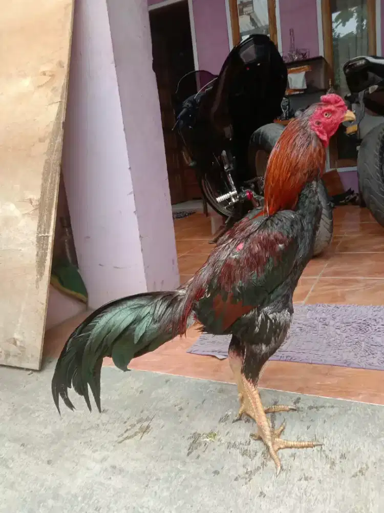 Ayam shamo pakhoy aseel phanat bulbi Bangkok Pama. Ganoi satuan borong
