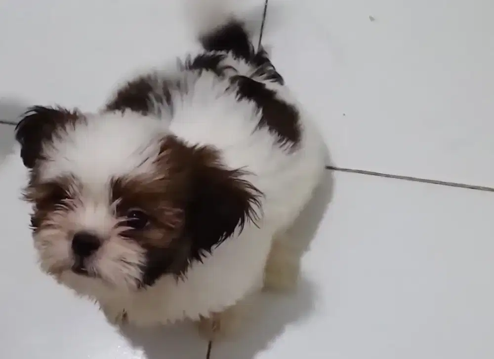 Shitzu 6 bulan betina