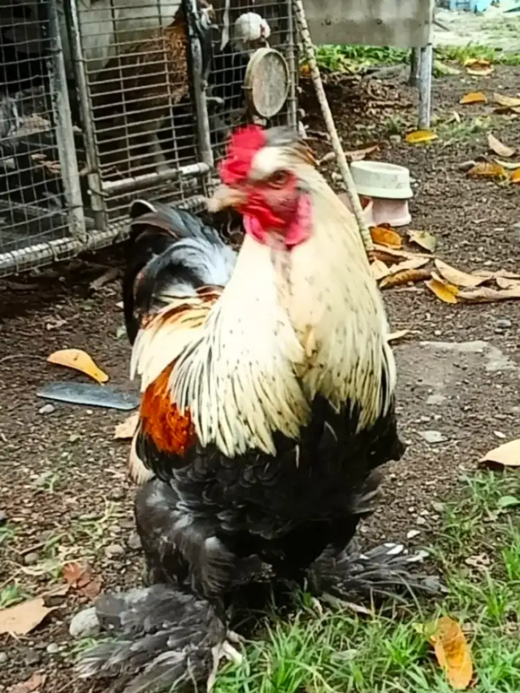 Ayam Jago Bongsor Bulu Lebat