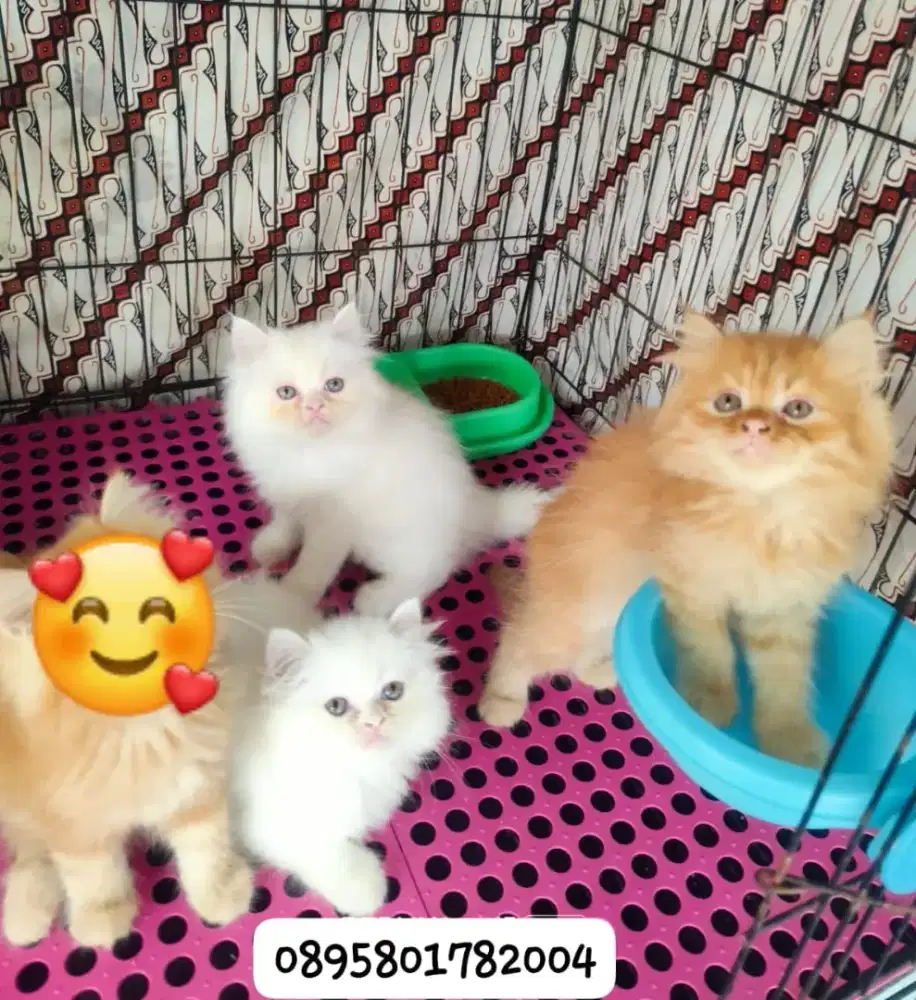 kitten persia jantan/kucing persia  betina/kucing persia  jantan